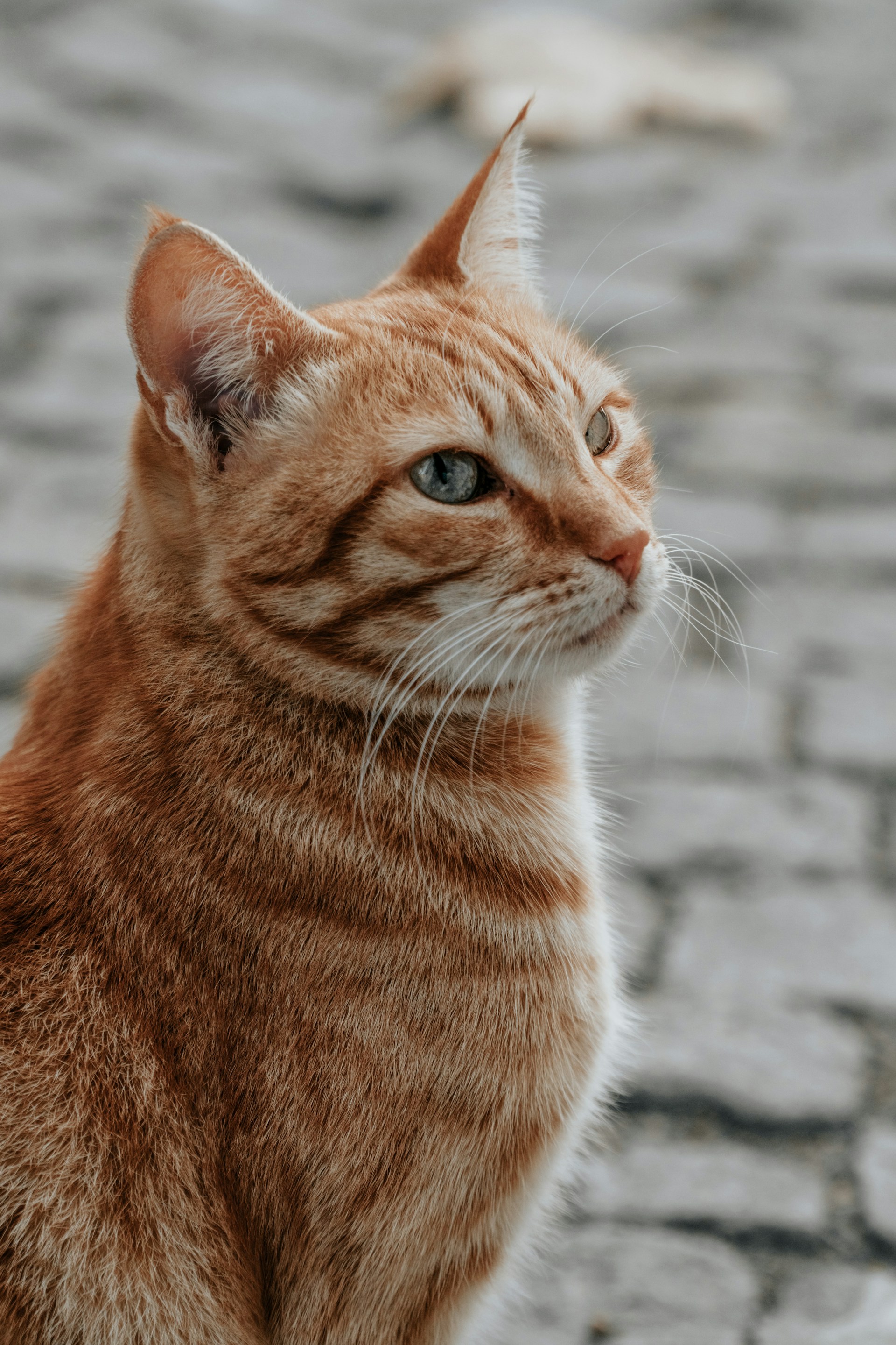 Gato del Hospital de Salud Animal